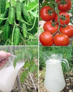 Fertilizare Ecologică Cu Drojdie – Aliatul Plantelor!